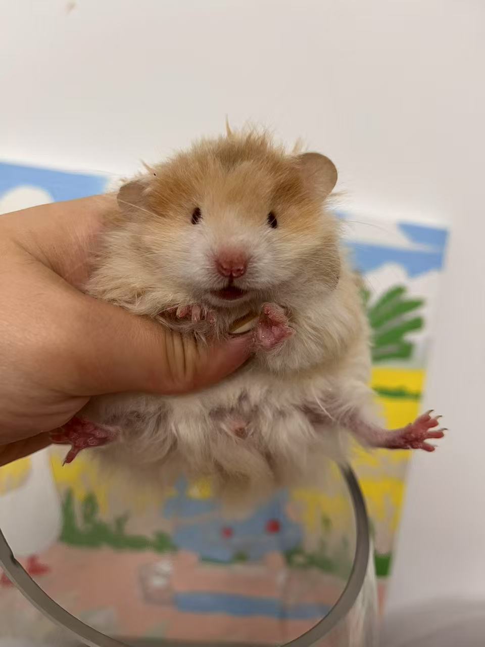 五一特价包邮 可爱❤️容易上手